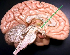 <p>maintenance activities</p><p>eating, drinking, body temp, control of emotions, controls endocrine system via the pituitary glands (hormones)</p>