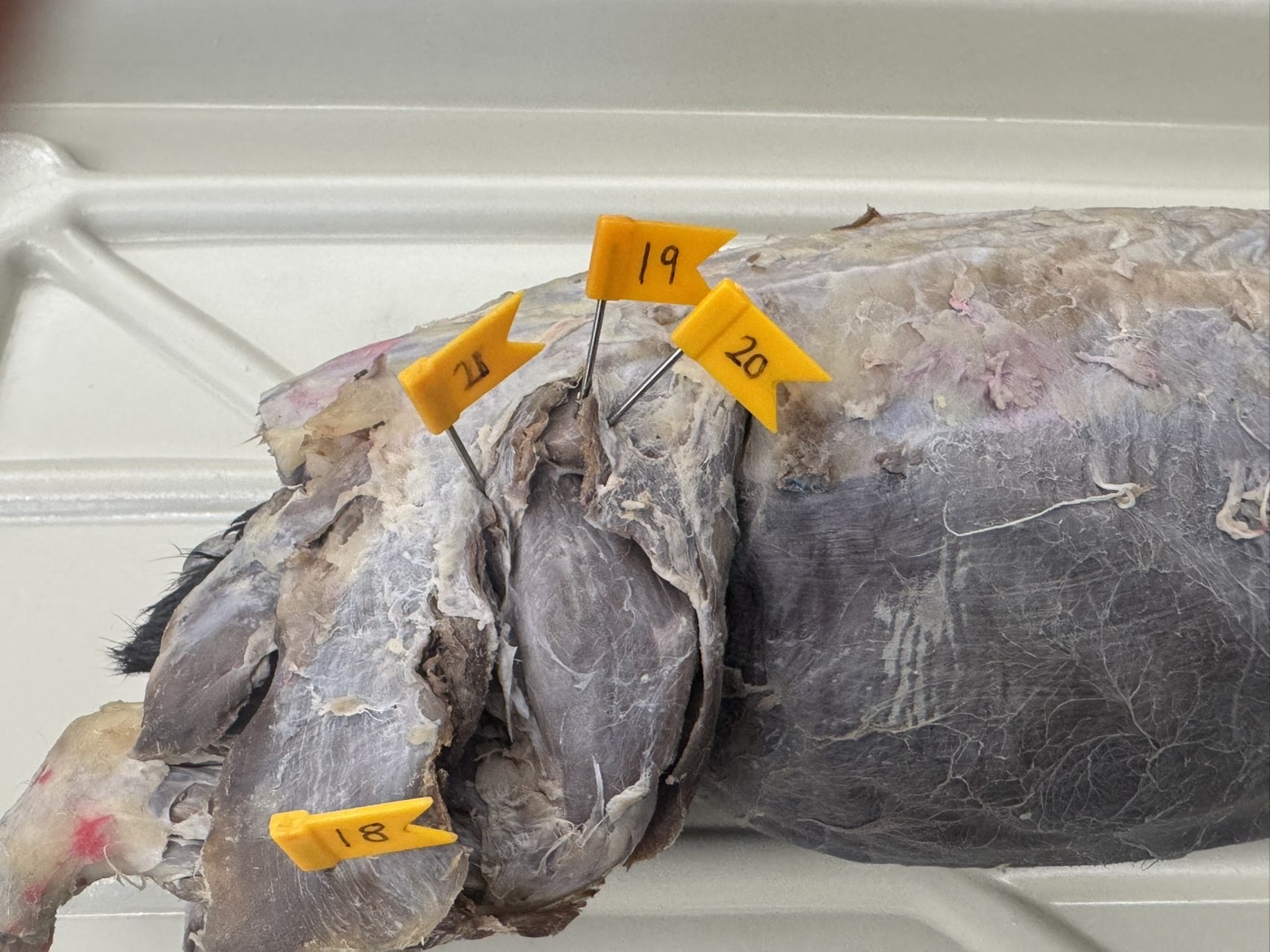 <p>Numbers:</p><p>18</p><p>19</p><p>20</p><p>21</p>