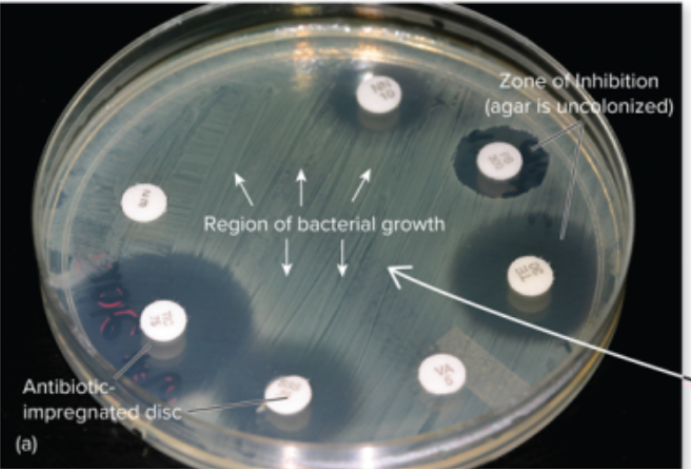 <ul><li><p>An agar plate is inoculated with a <span style="color: yellow;">bacterial </span>lawn,</p></li><li><p>and <span style="color: red;">antibiotic</span>-impregnated paper discs are placed on top</p></li><li><p>the plates are then incubated ;</p></li></ul><p>it measures the "Zone of Inhibition" to determine sensitivity</p>