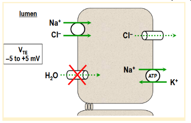 <p>defective thiazide-sensitive NaCl cotransporter in the distal convoluted tubule which causes decreased NaCl reabsorption in the kidney and hypotension</p>