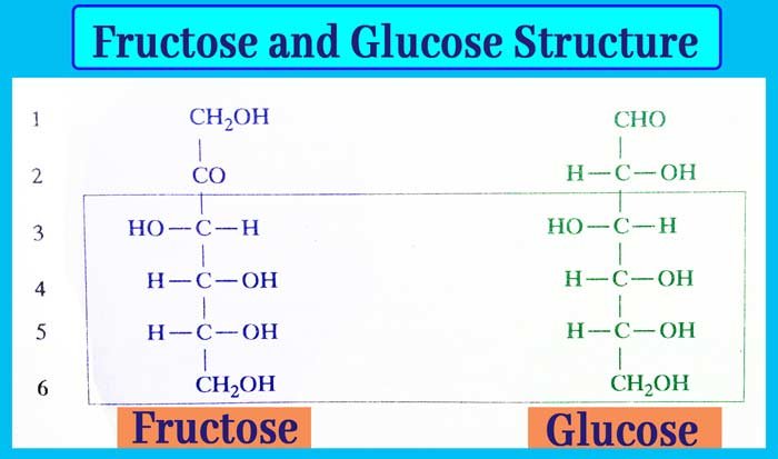 <ul><li><p>a carbohydrate made of 1 sugar unit</p></li><li><p>major nutrients of cells used for energy and building blocks for other molecules</p></li><li><p>Glucose breaks down during cellular respiration to make ATP </p></li><li><p>Ex] glucose and fructose </p></li></ul><p></p>