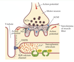 <p>1. action potential</p><p>2. release of Ach</p><p>3. ion channels open (NA+ comes in)</p><p>4. generate depolarization</p><p>5. AP is initiated in both directions away from the neuromuscular junction</p>