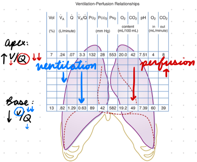 <p>Apex → Base = Ventilation decrease and perfusion increase (relative)</p><ul><li><p>V and Q low in apex</p></li><li><p>V and Q high in base</p></li></ul><p>Apex:</p><ul><li><p>Low Q (High V/Q)</p></li></ul><p>Base:</p><ul><li><p>Low V (Low V/Q)</p></li></ul><p></p>