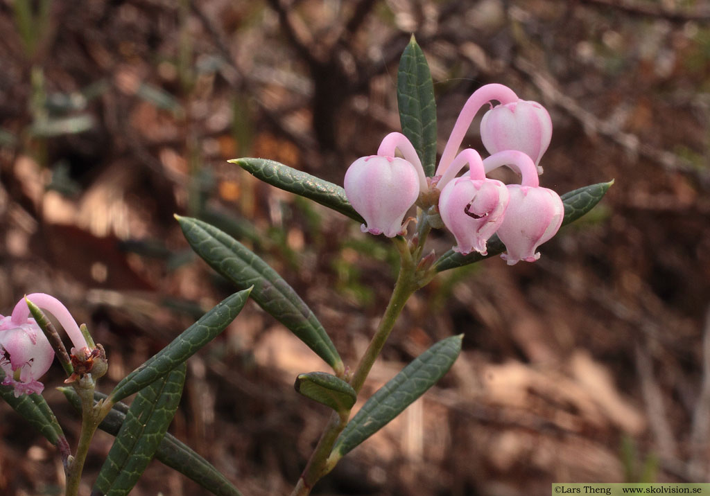<p>Rosling (Ericaceae = Ljungväxter) (KÄNN IGEN PÅ BLAD)</p>
