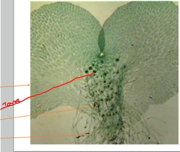 <ol><li><p>Name the part </p></li></ol><p></p>