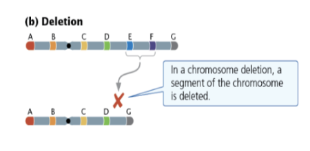 <ul><li><p><span style="line-height: 1.15;"><strong>Definition:</strong> A segment of the chromosome is lost.</span></p></li></ul><ul><li><p><span style="line-height: 1.15;"><strong>Pseudodominance:</strong> Expression of a normally recessive allele because the wild-type homolog was deleted.</span></p></li><li><p><span style="line-height: 1.15;"><strong>Haploinsufficiency:</strong> When a single remaining copy of a gene is not enough to produce a normal phenotype.</span></p></li><li><p><span style="background-color: transparent; font-family: "EB Garamond", serif;"><strong>Lethality: </strong>If one <strong>centromere</strong> is deleted, the entire chromosome is lost during cell division</span></p></li></ul><ul><li><p><span style="background-color: transparent; font-family: "EB Garamond", serif;"><strong>Examples: </strong>DiGeorge Syndrome (22q deletion)</span></p></li></ul><p></p>
