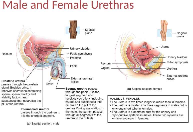 <p>tube carrying urine from internal urethral orfice to the exterior of body, wall of urethra has 3 coats in females and 2 coats in males, urethra discharges urine as well as duct and ejaculation of semen in males, </p>