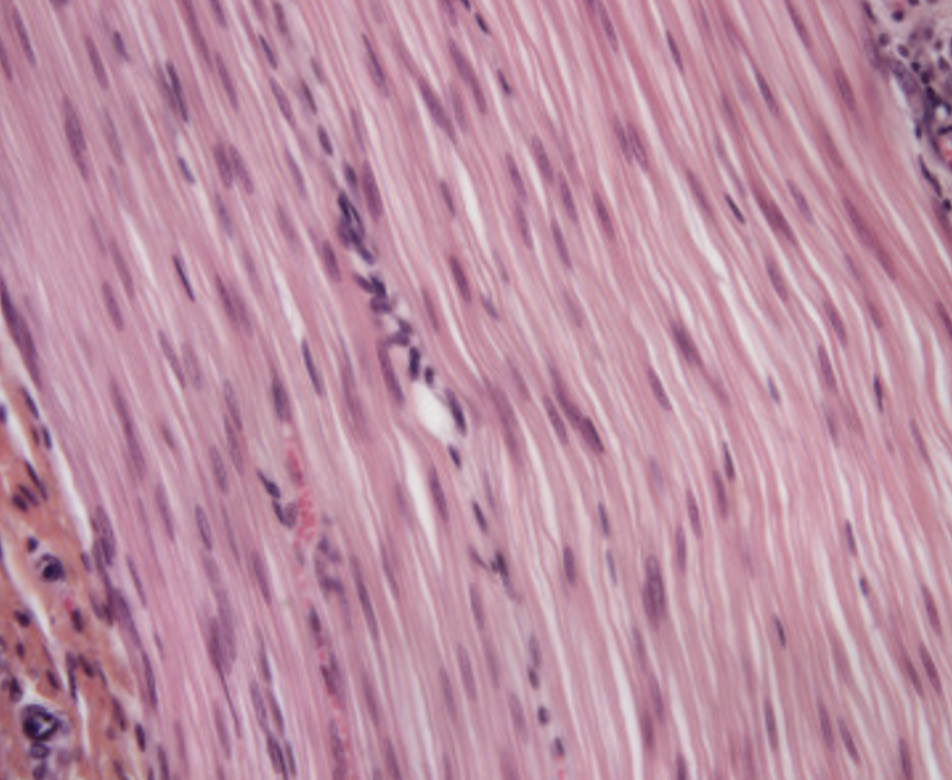<p><span>Identify the tissue shown here.</span></p>