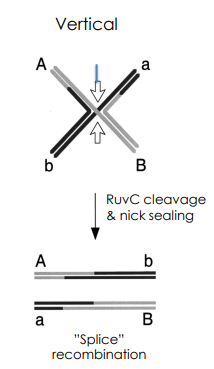 <p>RuvC-Mediated Vertical Strand Cleavage </p>