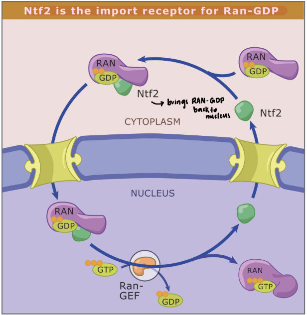 <p>Ran uses Nuclear Transport Factor 2 (NTF2) for Ran-GDP to be brough through nuclear pore complex (NPC)</p><ul><li><p>DOES NOT HAVE Nuclear Localization Signal nor Nuclear Export Signal </p></li></ul><p></p>