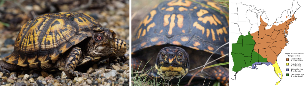 <ul><li><p><span style="background-color: transparent;"><strong>Habitat:</strong> </span><span>open woodlands, grasslands, wet meadows, often near water</span></p></li><li><p><span style="background-color: transparent;"><strong>Diet:</strong> </span><span>snails, insects, berries, fungi, slugs, worms, carrion</span></p></li><li><p><span style="background-color: transparent;"><strong>Characteristics:</strong> mostly terrestrial but still need water, </span><span>domed box-like shell</span><span style="background-color: transparent;">, hinged plastron allows shell to close completely, </span><span>variable yellow/orange/olive markings on a dark brown/black shell and skin, often resembles radiating pattern</span></p></li></ul><p></p>