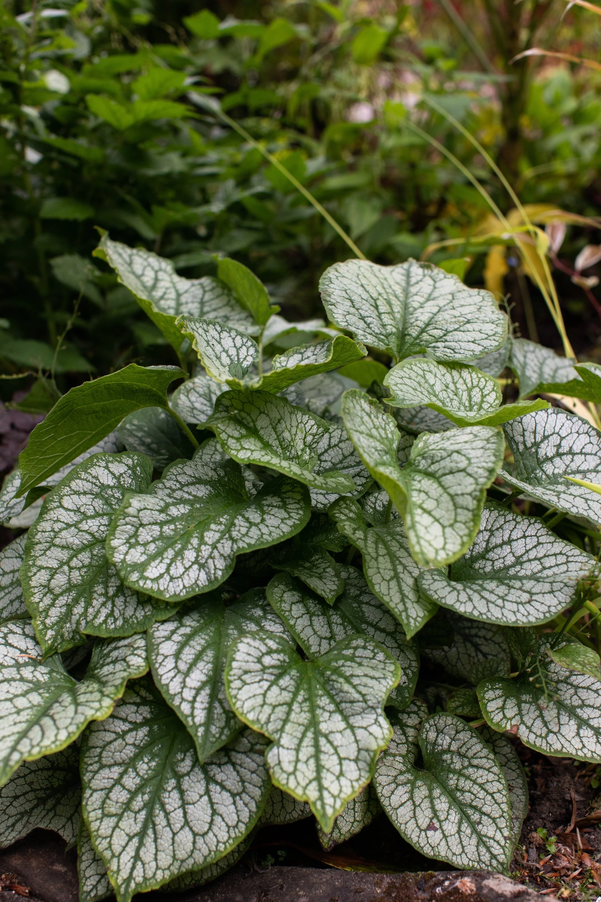 <p>dark green/blueish cordate leaves with white/light green teardrops</p>