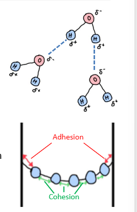 <p>The sun provides energy to pull the water up by providing energy for evaporation</p><p>Water moves up the xylem by mass flow from higher pressure in roots to lower pressure in leaves</p><p>The column of water does not break due to cohesive forces. H bonds between water molecules</p><p>Water also formes H bonds with carbohydrates in the walls of the xylem (adhesion)<br>The theoretical max height water can move this way is around 150m. the tallest trees are around 115 m </p>