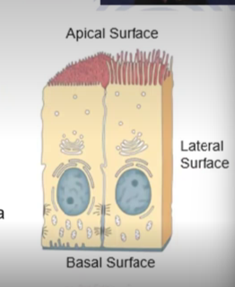 <p>Face the lateral surface of adjacent cells, often contain tight junctions that bind the cells together tightly</p>