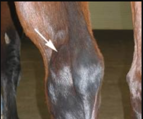 <p>effusion of the tarsal sheath (Sheath of the DDFT) just above the hock</p><p>Rest, systemic/local anti-inflammatories, cold compress, n</p><p>not usually lame </p>