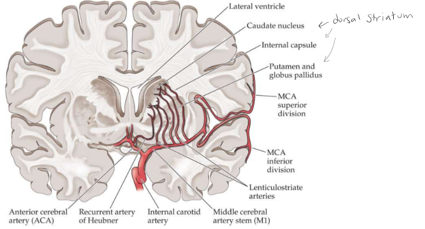 <p>Coronal section showing the lenticulostriate arteries arising from the proximal middle cerebral artery and supplying the basal ganglia and internal capsule. The recurrent artery of Heubner arises from the anterior cerebral artery. </p>
