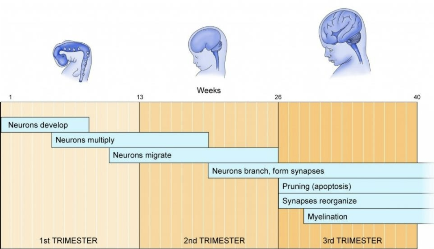 <ol><li><p>neurons branch, form synapses</p></li><li><p>pruning (apoptosis)</p></li><li><p>synapses reorganize </p></li><li><p>myelination </p></li></ol><p></p>
