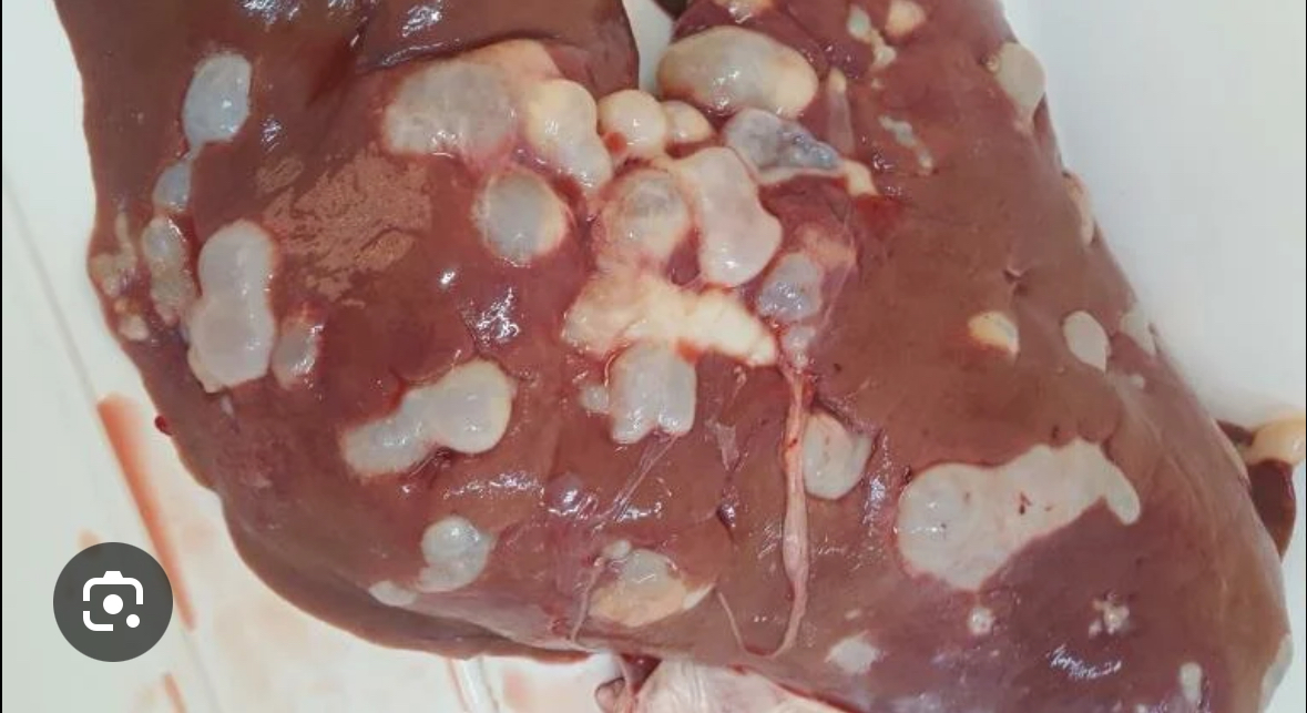 <p><span>Echinococcus granulosus</span></p>