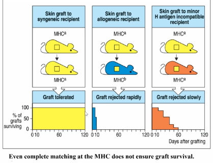 <p>MHC match doesn’t guarantee graft acceptance → other polymorphic genes besides MHC molecules, which are recognized by the immune system </p><ul><li><p>allelic differences can give rise to epitopes (minor histocompatibility complexes) </p></li><li><p>smaller number of T cells response to these epitope changes, meaning it takes more time to reject</p></li></ul><p></p>
