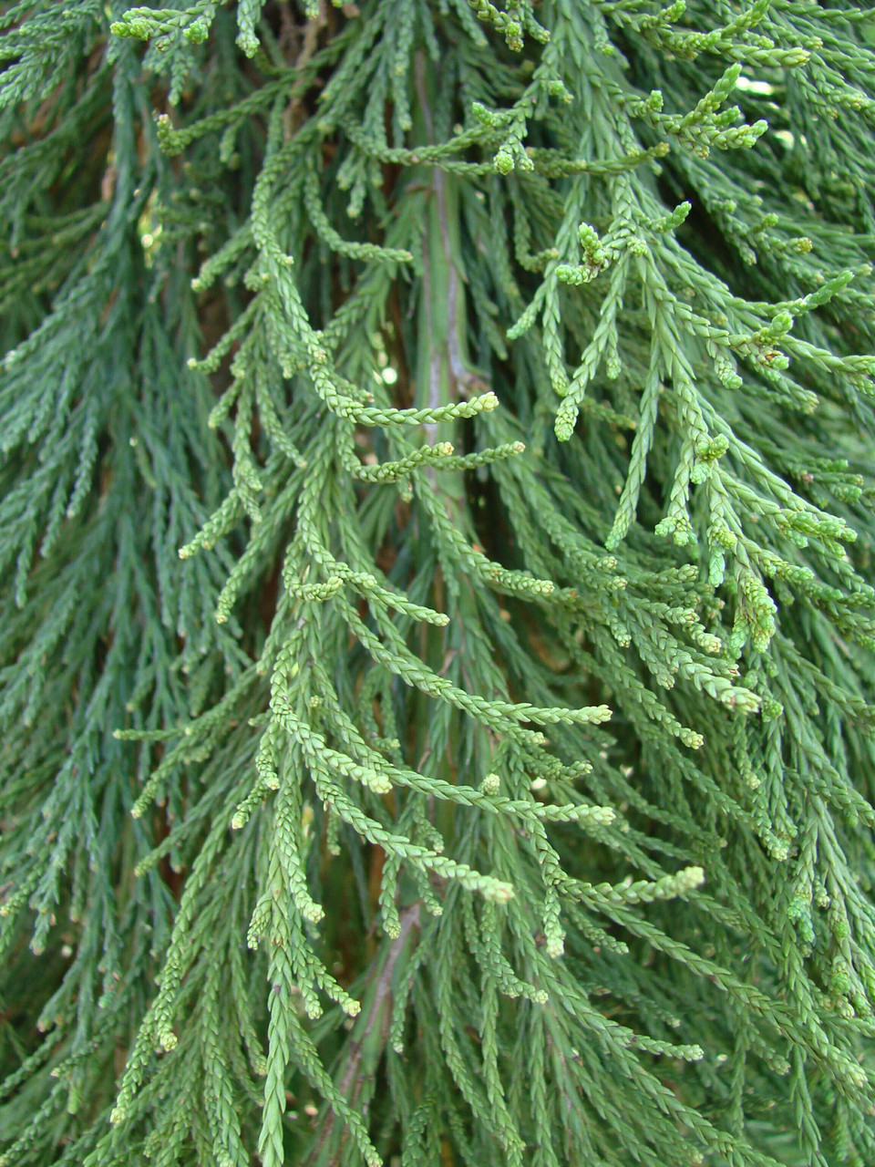 <p>Giant Sequoia</p>