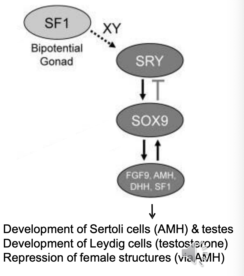 <ul><li><p>SF1: Steroidogenic factor 1 (transcription factor) \</p></li><li><p>SRY →Testes form (note testes DO not need testosterone to form) </p></li><li><p>AMH: Anti-Müllerian hormone</p></li></ul><p></p><p>Three things that happen</p><ul><li><p>Development of Sertoli cells (AMH) & testes </p></li><li><p>Development of Leydig cells (testosterone) </p></li><li><p>Repression of female structures (viaAMH)</p></li></ul><p></p>