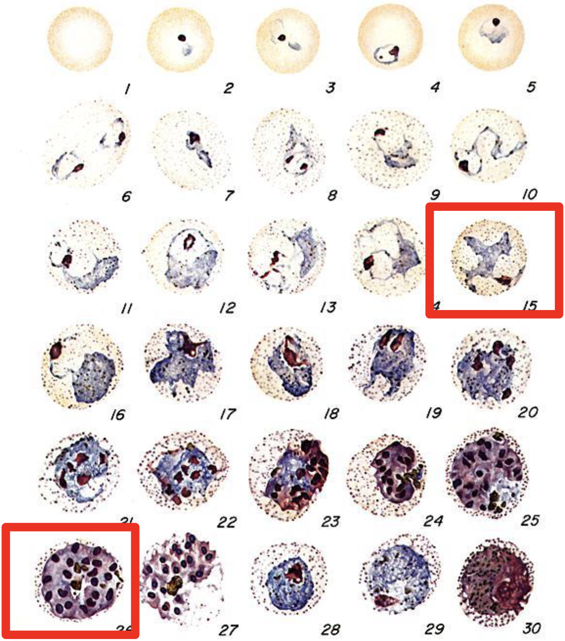 <p><span>>12 merozoites<br><strong>Schuffner’s dots /stippling<br></strong>Ameboid troph</span><br>Require Duffy receptor (=“entry point” on RBCs)</p>