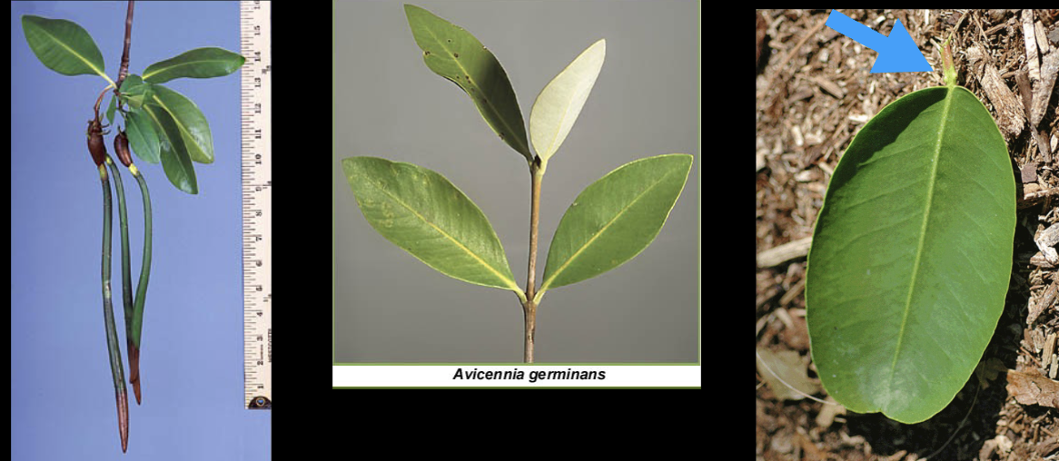 <ol><li><p>red mangrove</p></li><li><p>black mangrove </p></li><li><p>white mangrove </p></li></ol><p></p>