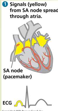 <p>measures electrical impulses produced by the SA node and the AV node</p><p>: sinoatrial node (aka pacemaker) atrioventricular node</p><p></p>