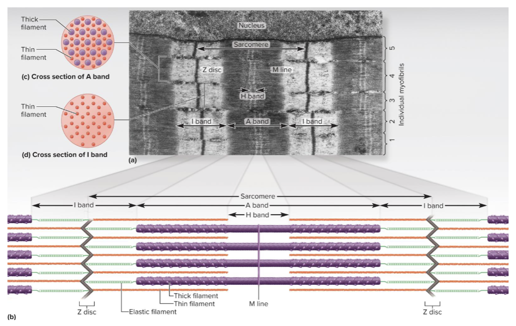 <p><span style="font-size: calc(var(--scale-factor)*23.79px);">In cardiac and skeletal muscle cells, myosin and actin are </span><span style="font-size: calc(var(--scale-factor)*23.81px);">organized in a precise array that accounts for striations.</span></p><p><span style="font-size: calc(var(--scale-factor)*23.79px);">Striations are alternating A-bands (dark) and I-bands (light)</span><br><span style="font-size: calc(var(--scale-factor)*23.79px);">• A band—dark band</span><br><span style="font-size: calc(var(--scale-factor)*20.18px);">• Darkest part is where thick filaments overlap a hexagonal array of</span><br><span style="font-size: calc(var(--scale-factor)*20.18px);">thin filaments</span><br><span style="font-size: calc(var(--scale-factor)*20.18px);">• H band—not as dark; middle of A band; thick filaments only</span><br><span style="font-size: calc(var(--scale-factor)*20.18px);">• M line—dark, transverse protein in middle of H band</span><br><span style="font-size: calc(var(--scale-factor)*23.81px);">• I band—light band</span><br><span style="font-size: calc(var(--scale-factor)*20.21px);">• Z disc (Z line)—protein complex that provides anchorage for thin</span><br><span style="font-size: calc(var(--scale-factor)*20.18px);">filaments and elastic filaments. </span></p>