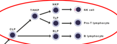 <p>arise from common lymphoid progenitor (CLP)</p><p>B-lymphocytes</p><p>- discovered in Bursa of Fabricius - birds</p><p>- mature in Bone marrow - mammals</p><p>T-lymphocytes</p><p>-mature in the Thymus</p><p>Natural Killer (NK) cells</p><p>-develop in multiple tissue sites</p>