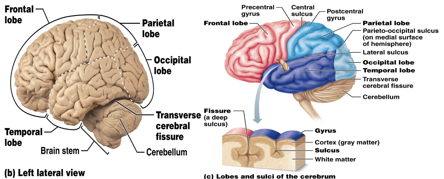 <p><strong>Temporal Lobe: Primary Auditory Cortex</strong></p><ul><li><p>What is the function of the primary auditory cortex?</p><ul><li><p>What sound characteristics are interpreted by the primary auditory cortex?</p></li></ul></li></ul><p></p>