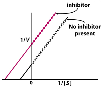 <p>The graph above clearly indicates that the inhibitor used is a</p><p>a. competitive inhibitor</p><p>b. pure noncompetitive inhibitor</p><p>c. mixed noncompetitive inhibitor</p><p>d. Trojan Horse Inhibitor</p><p>e. uncompetitive inhibitor</p>