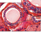 <ul><li><p>Func: <strong>absorption and secretion</strong></p></li><li><p>Loc: lines epididymis, larger ducts of many glands, male urethra</p></li></ul><p></p>