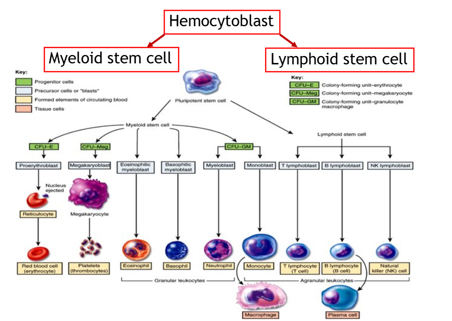 <p>blood formation </p>