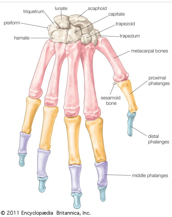 <p>Primarily the metacarpals and phalanges articulating throughout the hand </p><ul><li><p>Smaller movements between carpals and metacarpals also aids in various actions</p></li></ul><p>Manipulation of objects </p><ul><li><p>Grasping </p></li><li><p>Fine motor skills</p></li></ul><ul><li><p>Some lovers try positions that they can’t handle  </p></li></ul><p></p>