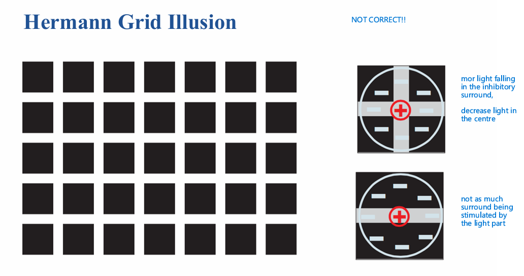 <ul><li><p>how the visual system processes <strong>contours, edges, and line junctions</strong></p></li><li><p>and the fact that this is stronger in <strong>peripheral vision </strong></p></li></ul><p></p><ul><li><p>THE 2 SMALLER PICS TO THE RIGHT ARE NOT CORRECT - when the lines are curved the illusion collabses </p></li></ul><p></p>