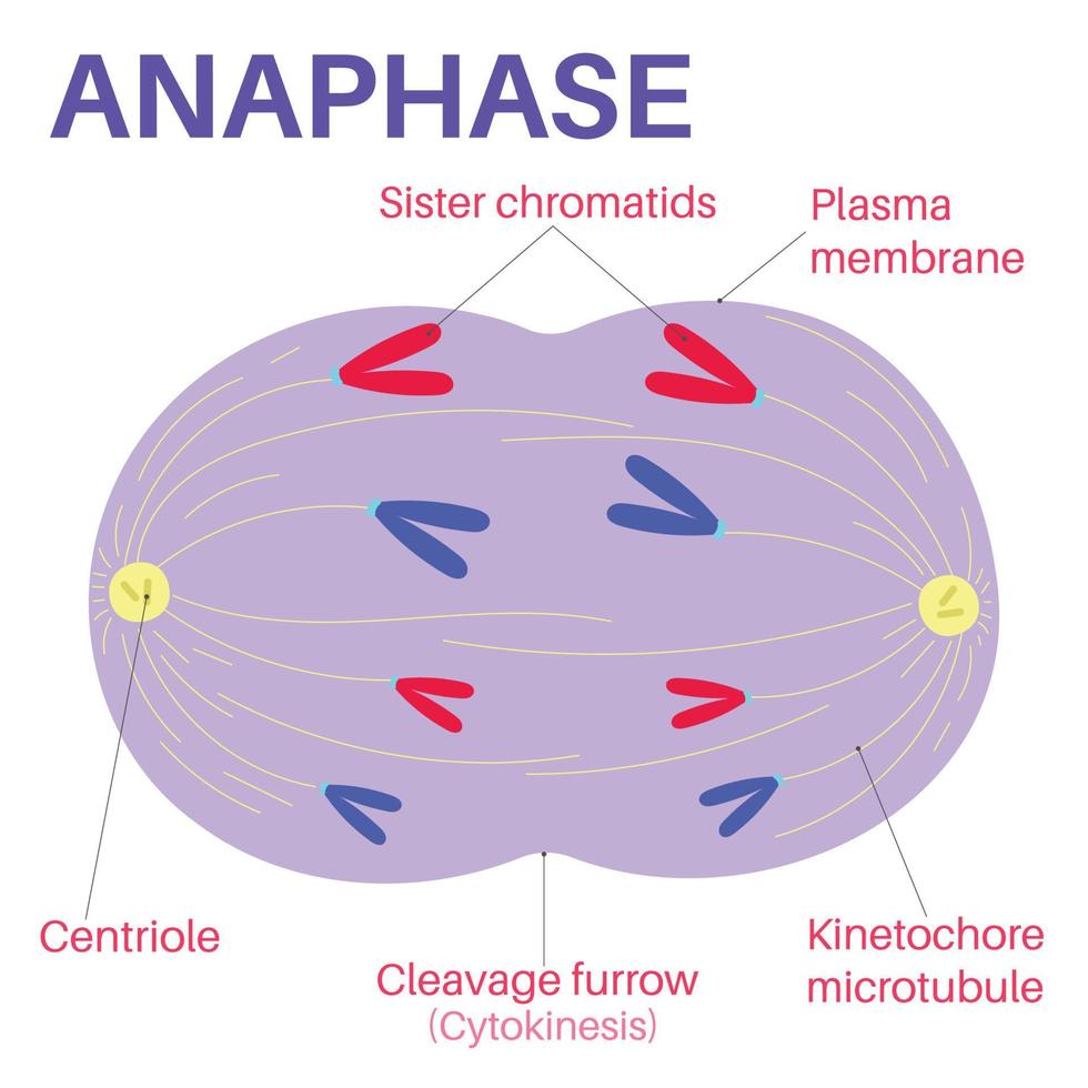 <p><span>DNA is split during </span><strong>anaphase of mitosis</strong><span> → sister chromatids are pulled to opposite ends of the cell</span></p>