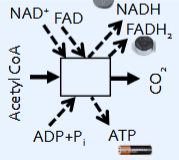 <p>Acetyl CoA → CO2</p><p>ADP+P → ATP</p><p>NAD+ → NADH</p><p>FAD → FADH2</p><p>eukaryotes: mitochondrial matrix</p><p>prokaryotes: cytosol</p>