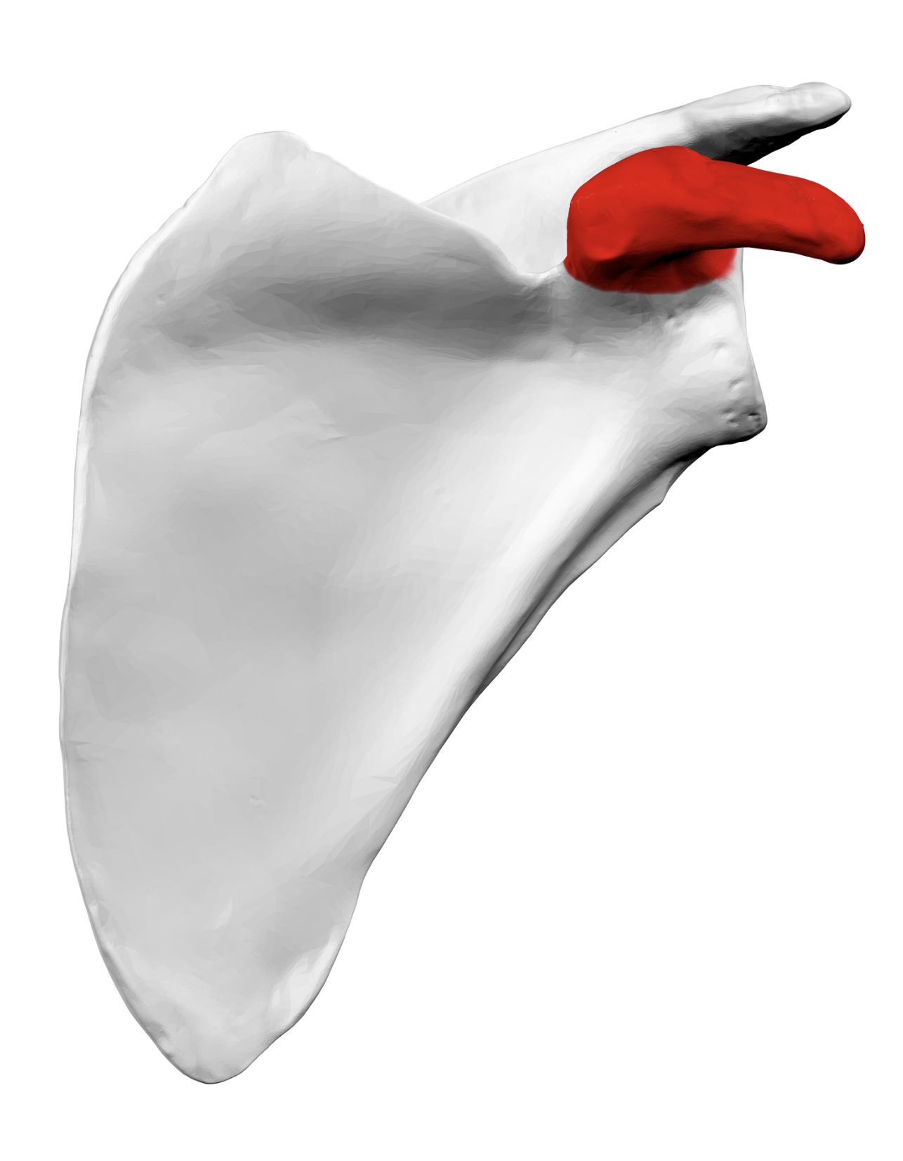 <p>Muscle/ligament attachment. <strong>(Clavicle)</strong></p>