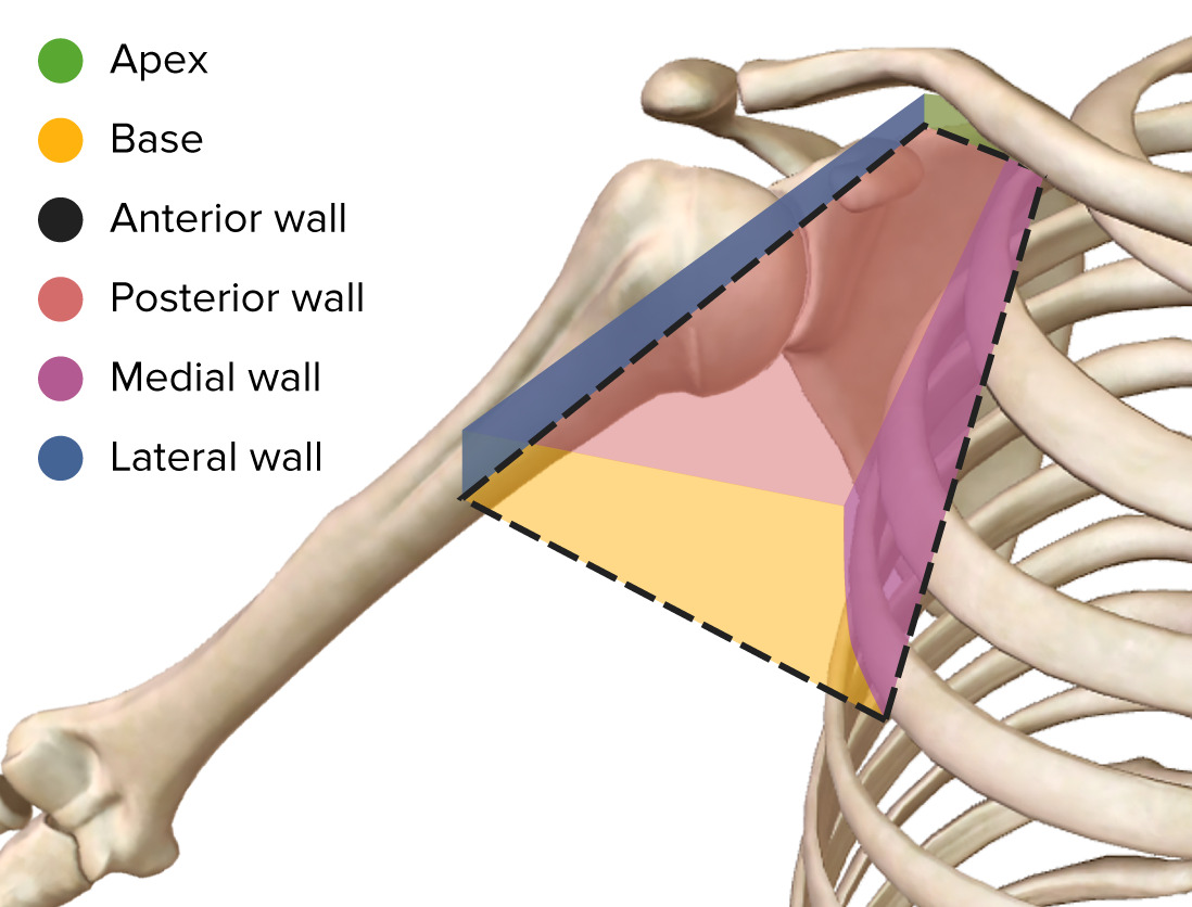 <p>axilla </p>