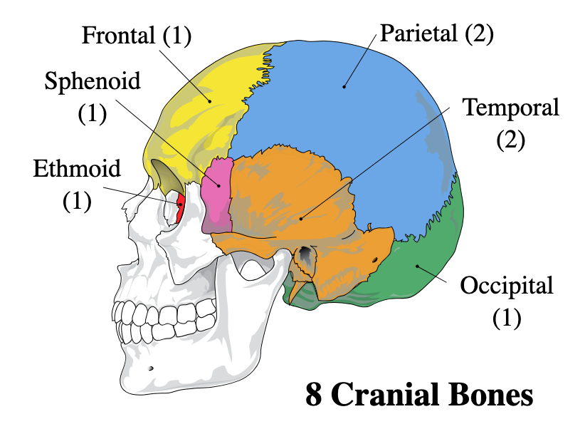 <p>8 bones</p>