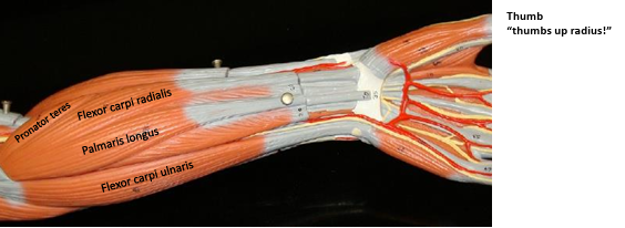 <p><strong>Origin: </strong>Lateral epicondyle of humerus.<strong><br>Insertion: </strong>2nd and 3rd metacarpal. <strong><br>Action: </strong>Extends wrist.<strong><br>Synergist: </strong>Extensor carpi ulnaris.</p><p><span style="color: rgb(226, 2, 2);"><strong>Antagonist: </strong></span><span style="color: rgb(248, 248, 248);">Flexor carpi radialis.</span></p>