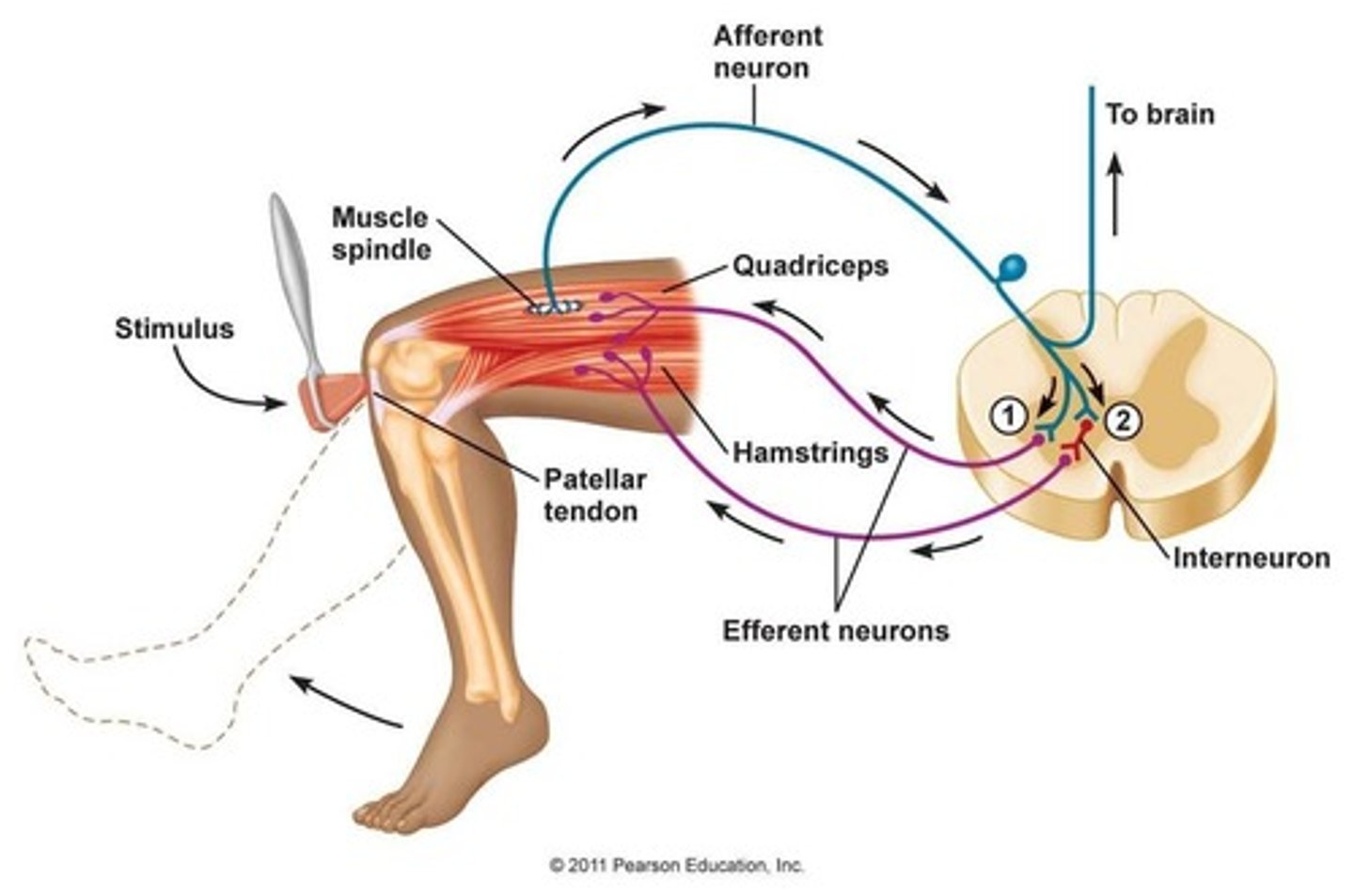 <p>Muscle contracts when stretched</p>