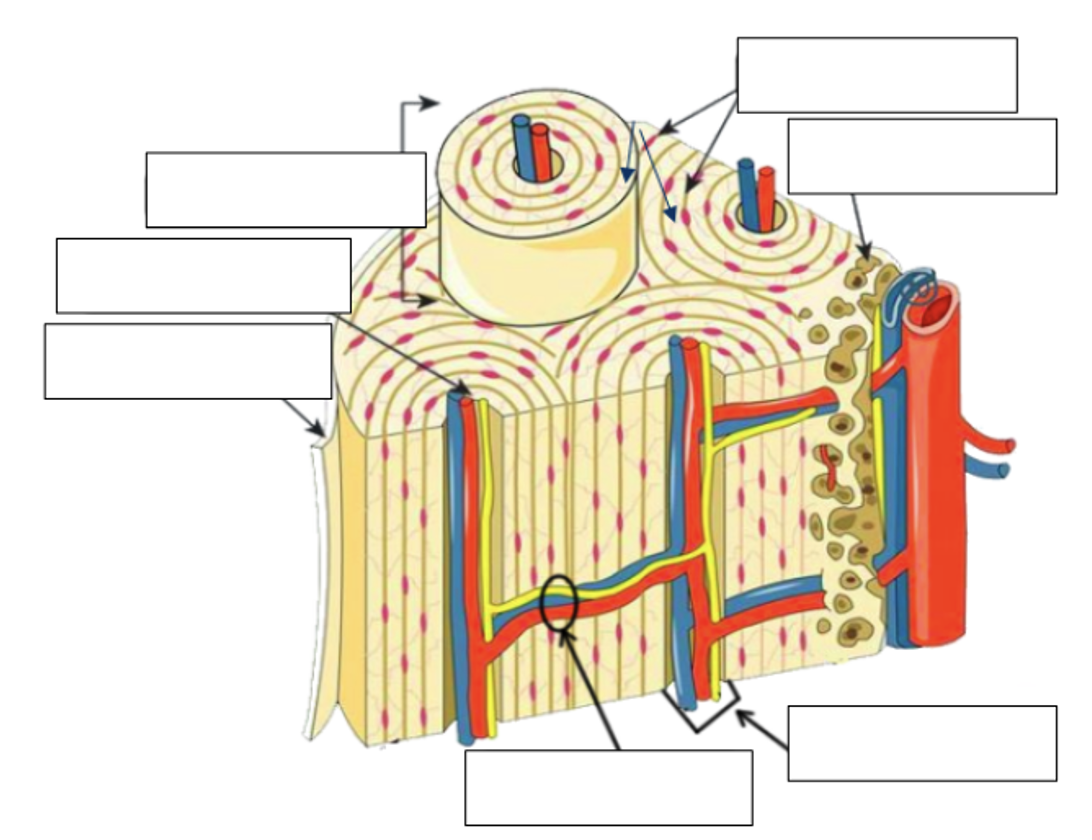 <p><span style="font-family: "Tw Cen MT";"> Label the structures found in compact bone</span></p>