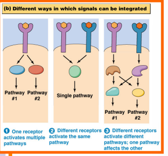 <p><span style="background-color: transparent;"><strong>Signal Integration — How Pathways Interact</strong></span></p>