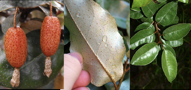 <p>Family<br>Genus<br>Species<br>Common Name</p>