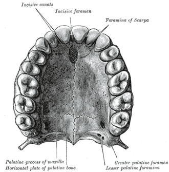<p>The <span style="color: rgb(213, 116, 242);">midline </span>landmark between the <span style="color: rgb(57, 243, 112);">primary and secondary</span> palate.</p>