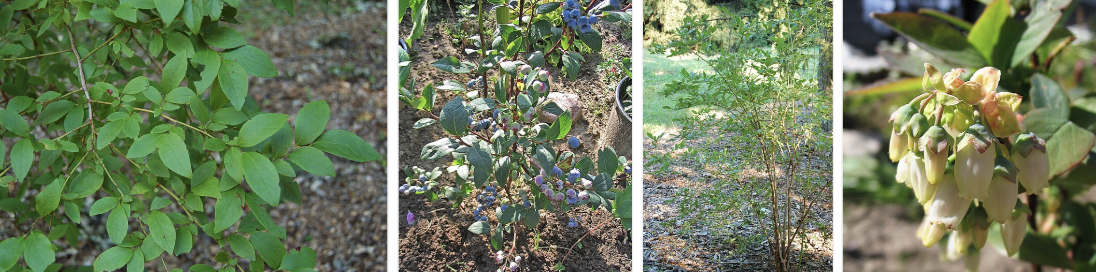 <ul><li><p>Tall blueberry shrub</p></li><li><p>Oval finely serrated leaves</p></li><li><p>White bell-shaped flowers</p></li><li><p>Blue waxy berries</p></li><li><p>Wet woods & bog edges</p></li></ul><p></p>