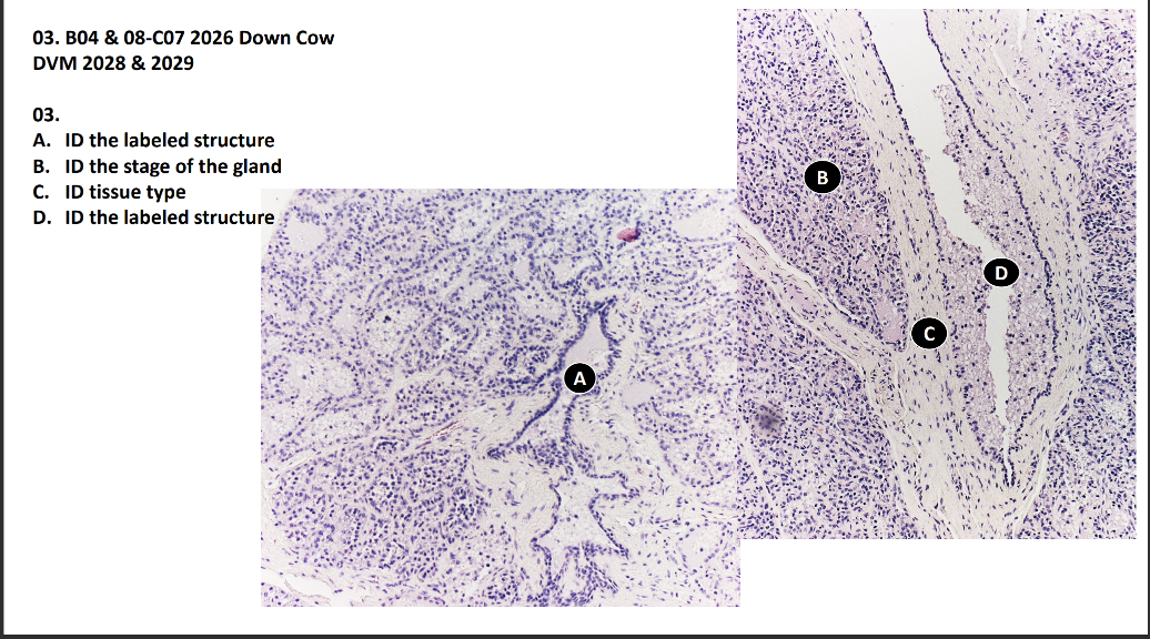 <p>A. ID the labeled structure</p><p>B. ID the stage of the gland</p><p>C. ID tissue type </p><p>D. ID the labeled structure</p>