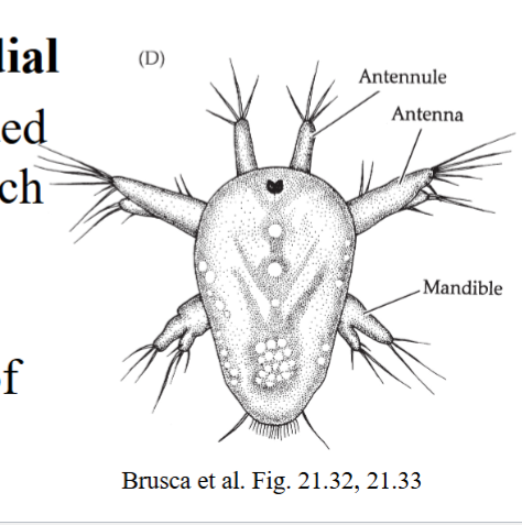 <p><strong><em><u>3 appendages</u></em></strong></p><p><strong><em><u>Naupliar eye</u></em></strong> (simple eye in middle of forhead)</p>